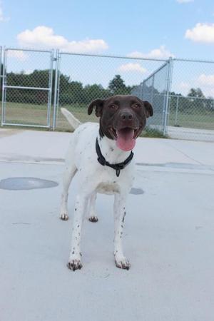 A white dog with brown spots and a black collar is standing on a concrete surface, with its tongue out and tail raised. The background shows a chain-link fence and a grassy area under a partly cloudy sky.