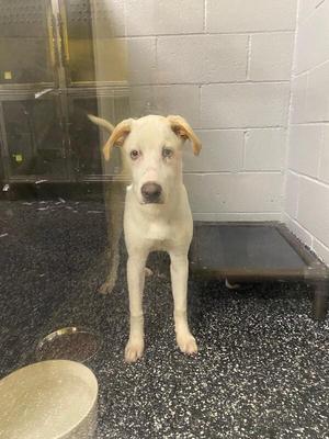 Jojo, Mixed Breed, young, available for adoption