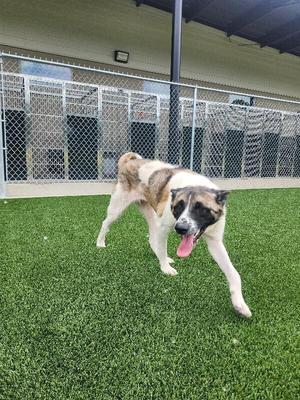 Kuma, Akita, adult, available for adoption