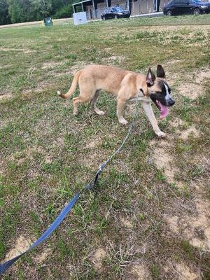 A tan and black dog on a leash, walking on a grassy field.