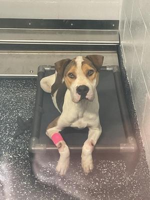 A dog with a bandaged front paw sitting in a kennel.