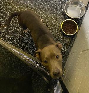 Gypsy, Pit Bull Terrier / Mixed Breed, adult, available for adoption