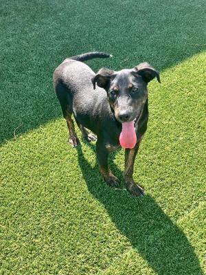 Dipper, Mixed Breed, young, available for adoption