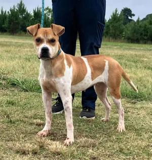 Monica, Boxer / Mixed Breed, adult, available for adoption