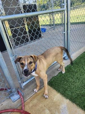 a brown and black dog standing in a fenced area with artificial grass