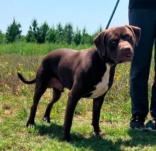Memphis, Chocolate Labrador Retriever / Mixed Breed, adult, available for adoption