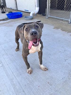 A brown and white dog with a pink tongue sticking out, standing on a concrete surface.