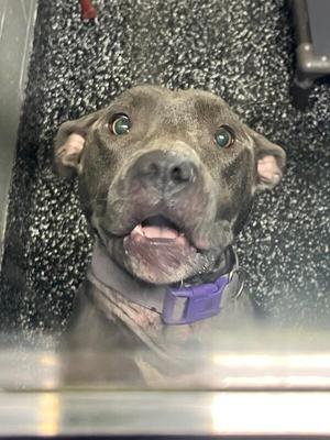 A close-up of a gray dog with green eyes, wearing a purple collar, looking up through a glass surface.