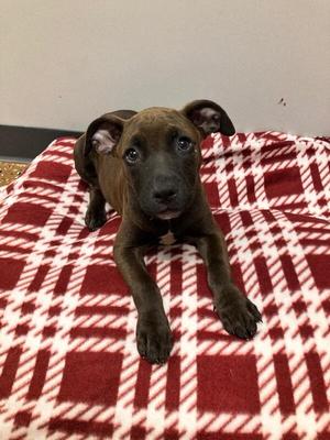 Canary, Pit Bull Terrier / Mixed Breed, young, available for adoption