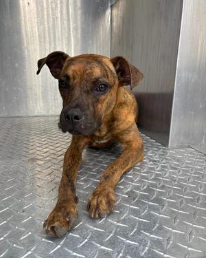 Brynn, Boxer / Mixed Breed, young, available for adoption