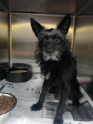 Benji, Schnauzer / Miniature Poodle, adult, available for adoption