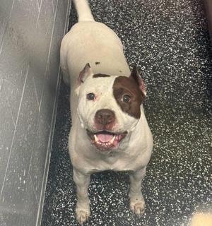 A white and brown dog with a happy expression, standing on a speckled floor.