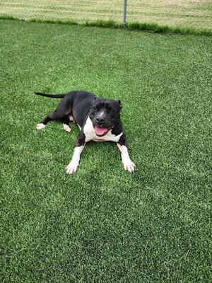 A black and white pit bull dog lies on artificial grass with its tongue out.
