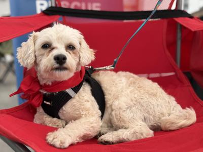 Rachel, Bichon Frise, adult, available for adoption