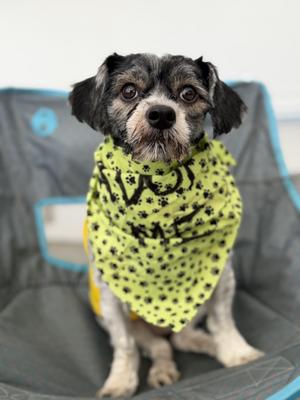 Augustus, Shih Tzu, adult, available for adoption
