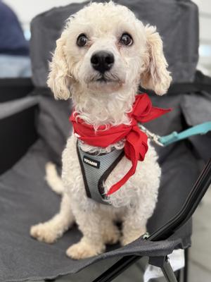 Beckett, Maltipoo, adult, available for adoption