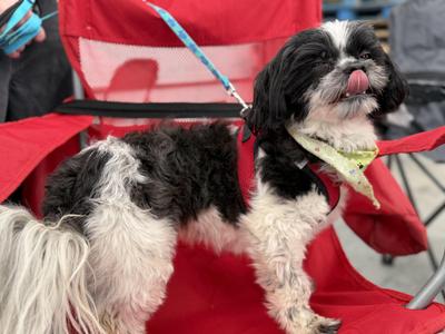 Biggie, Shih Tzu, adult, available for adoption