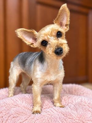Chanel, Yorkshire Terrier, adult, available for adoption