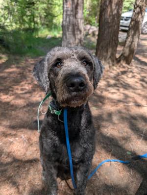 Rebel, Labradoodle, adult, available for adoption