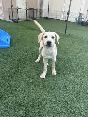 Scone, Yellow Labrador Retriever, puppy, available for adoption