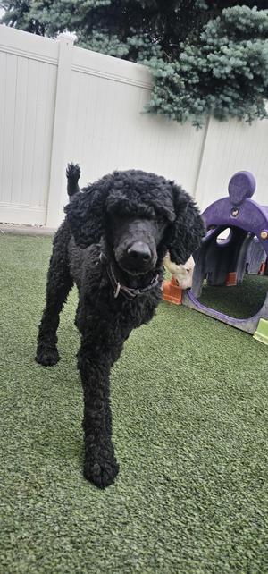 Nora, Standard Poodle, adult, available for adoption