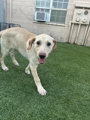 Biscuit, Yellow Labrador Retriever, puppy, available for adoption