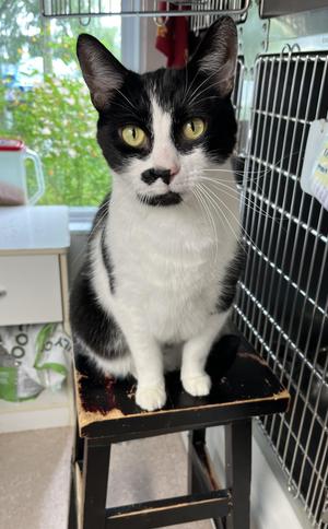 CHARLY BOY (CR/SC), senior, available for adoption