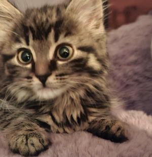 A fluffy tabby kitten with large green eyes, lying on a soft purple surface.
