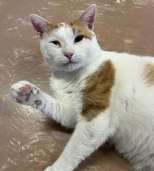 A white and brown cat lying on a brown surface with its paw raised.