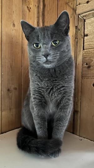 CATERINA (CR/SC), young, available for adoption