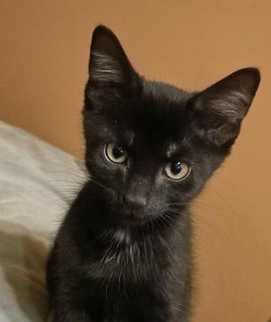 Tagada - 11001 (FA/FF), kitten, available for adoption
