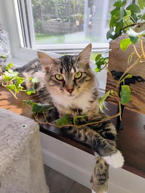 HERMIONE (FA/FF), young, available for adoption