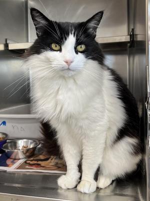 SELINA (CR/SC), adult, available for adoption
