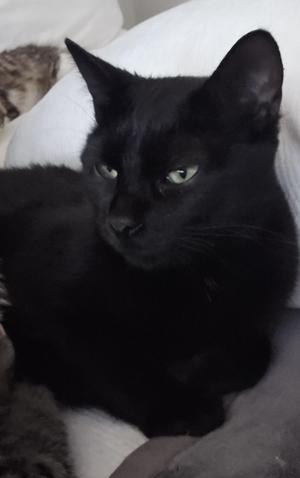 A black cat with green eyes lying on a white surface.