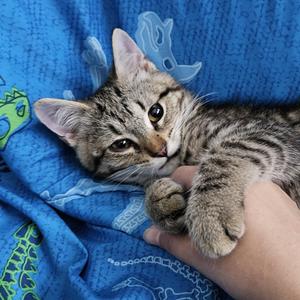 Ugo (FA/FF), kitten, available for adoption