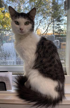 DARIA (CR/SC), young, available for adoption