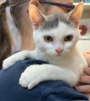 DINO (CR/SC), kitten, available for adoption