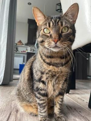 SIMBA (CR/SC), adult, available for adoption