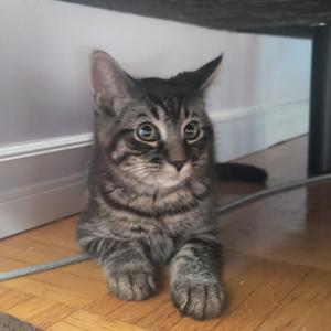 Krypto (FF/FA), kitten, available for adoption