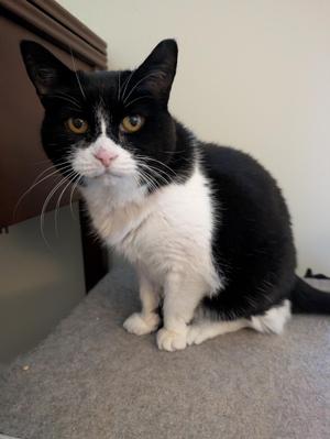 A black and white cat sitting on a gray carpet
