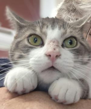 Close-up of a gray and white cat with green eyes, resting its paws on a person's arm.