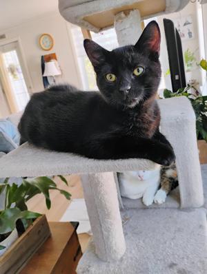 Wini (FF/FA), kitten, available for adoption