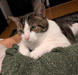 GRENOBLE 2.0 (CR/SC), adult, available for adoption