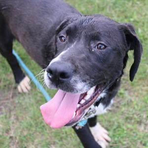 A black and white dog with its tongue hanging out, looking towards the camera.