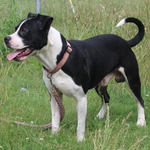 A black and white dog standing on grass.