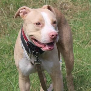A tan and white pit bull-type dog with a black and red collar standing in grass.