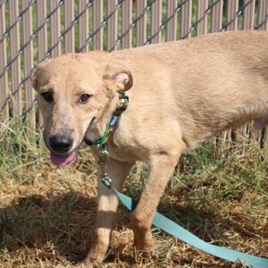 Bryce, Retriever, available for adoption