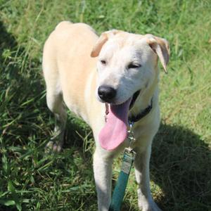 Hannah, Black Mouth Cur, young, available for adoption
