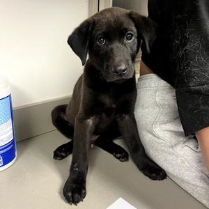Clinger, Retriever, Labrador, available for adoption