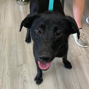 Edd, Retriever, Labrador, adult, available for adoption